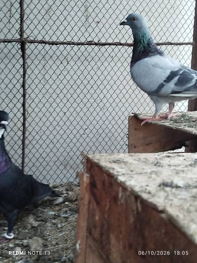 pigeons for sale. setup sale