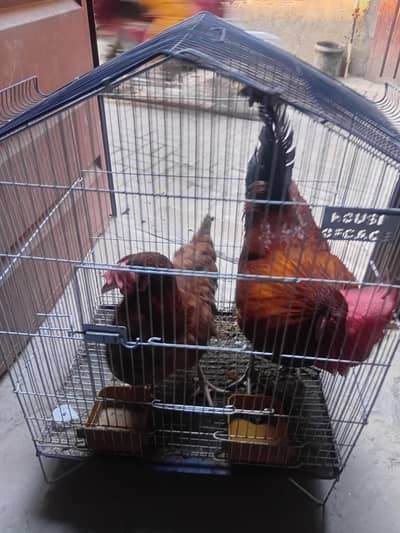 murga or murgi dono sale krne ha