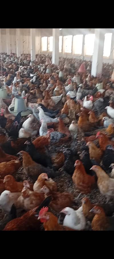 Golden Mesri Stater Hens