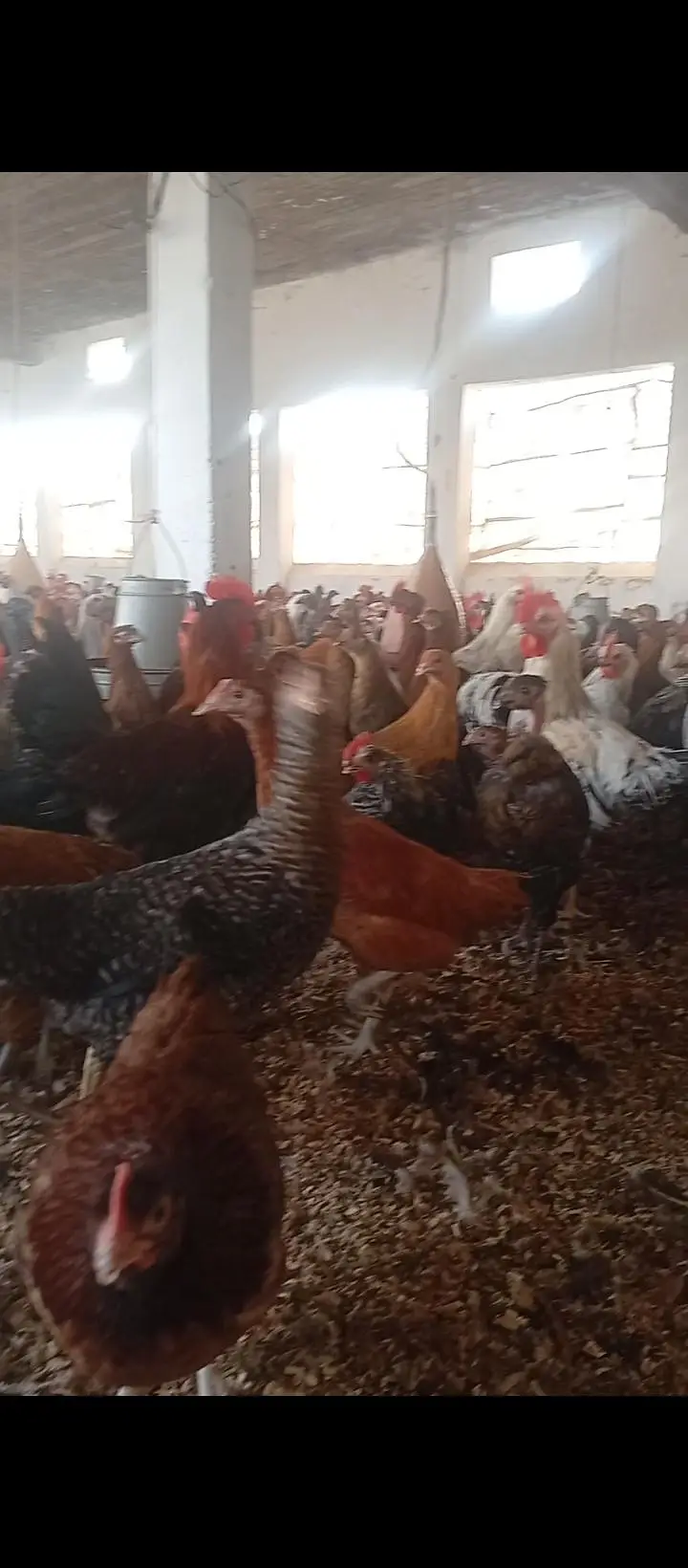 Golden Mesri Stater Hens — photo 2