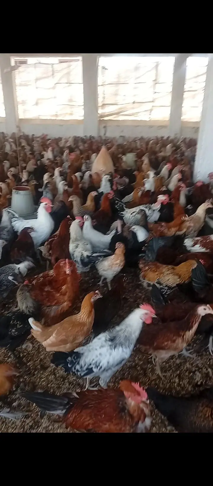 Golden Mesri Stater Hens — photo 4