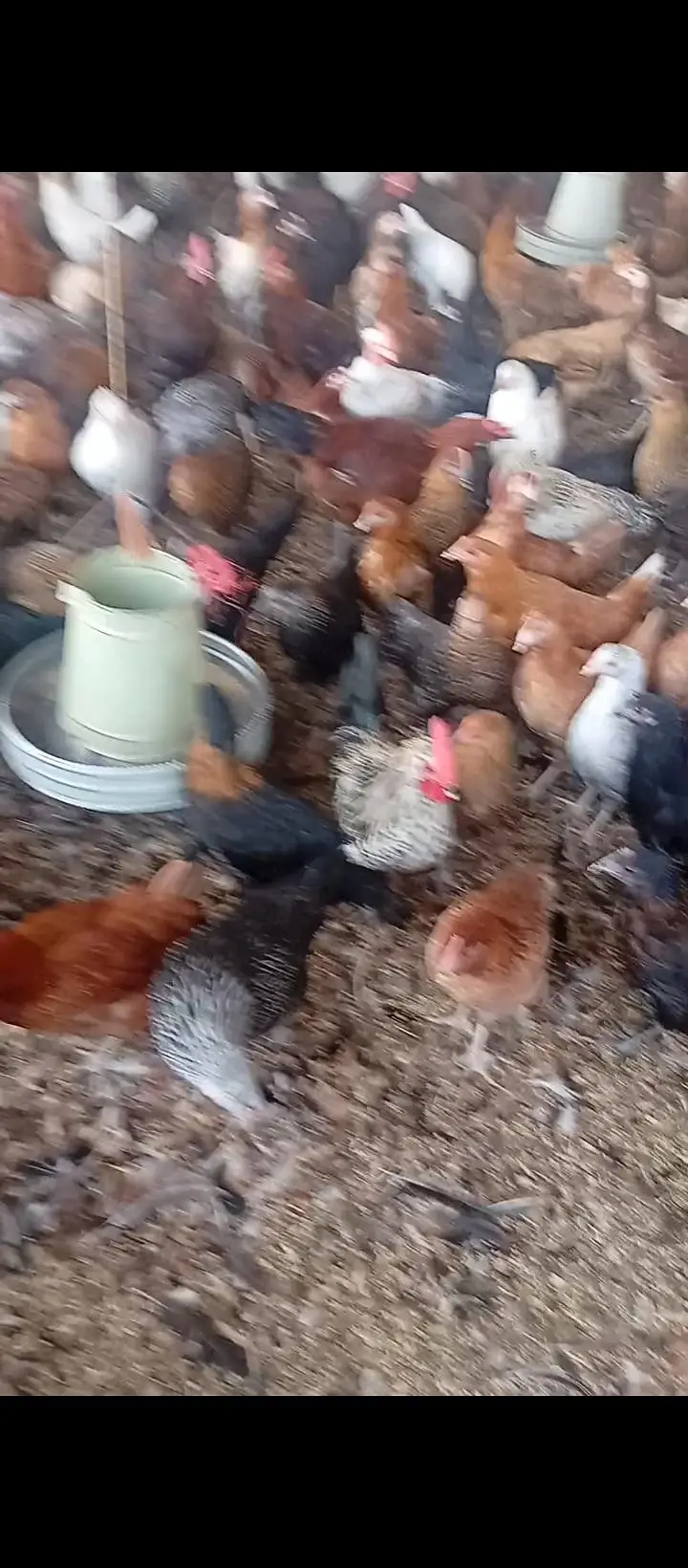 Golden Mesri Stater Hens — photo 5
