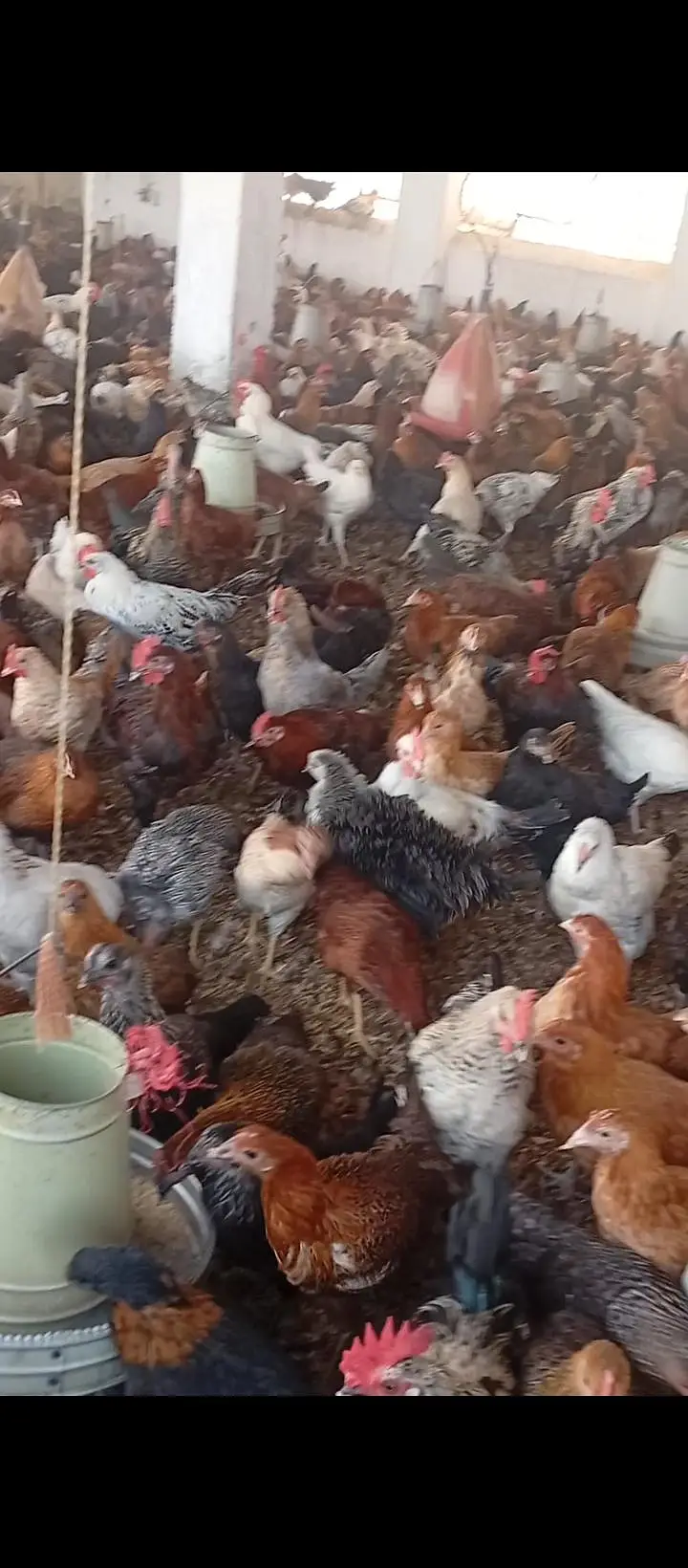 Golden Mesri Stater Hens — photo 6