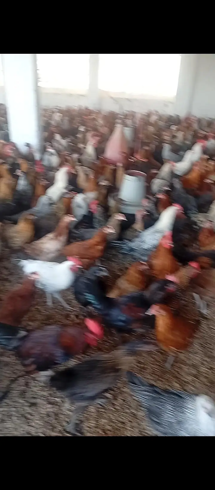 Golden Mesri Stater Hens — photo 7