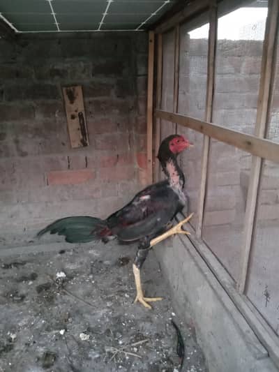 Aseel mianwali male for sale