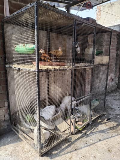 Cage hen