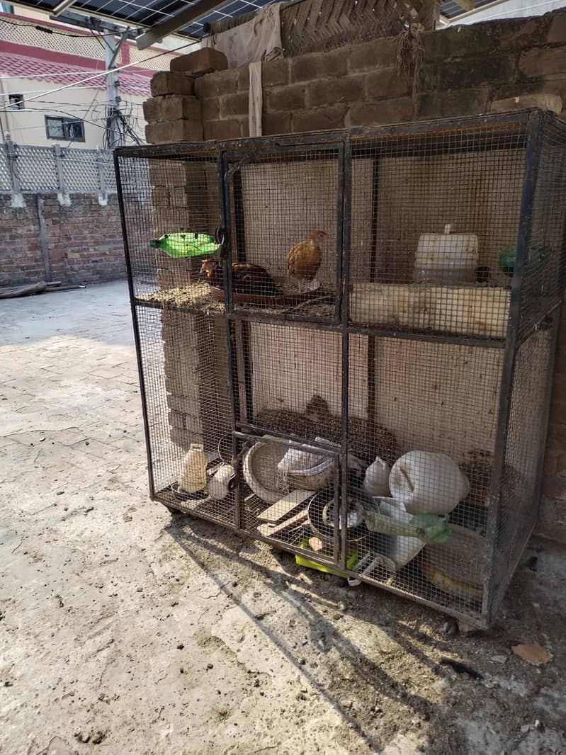 Cage hen 1