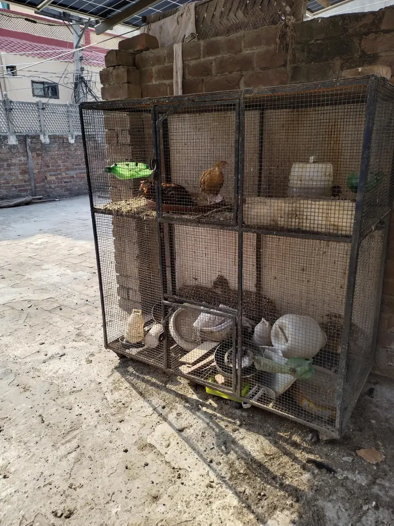 Cage hen — photo 2