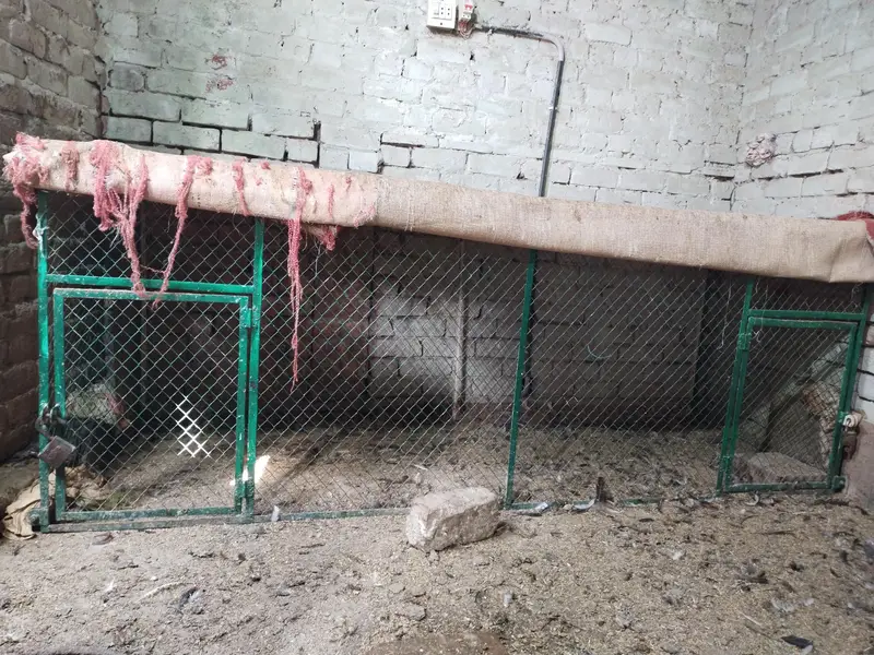 Cage hen — photo 3