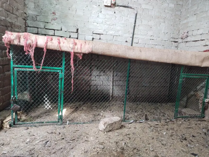 Cage hen — photo 4