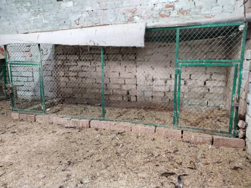 Cage hen 4