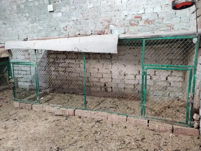 Cage hen — photo 6