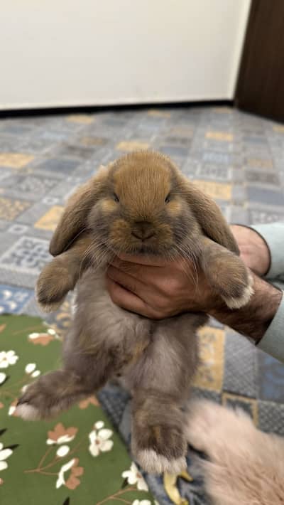 Holland Lop Bunny