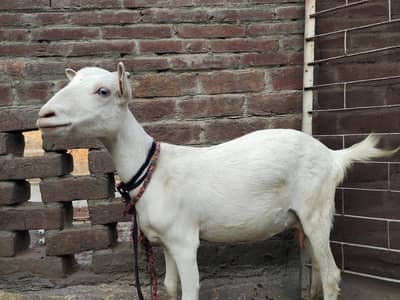 teddy Bakri or Bakra 0 size available