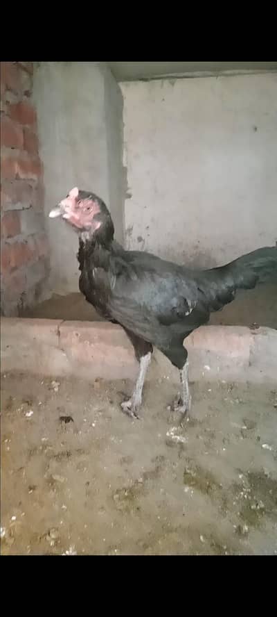 Aseel murgi thai kurk
