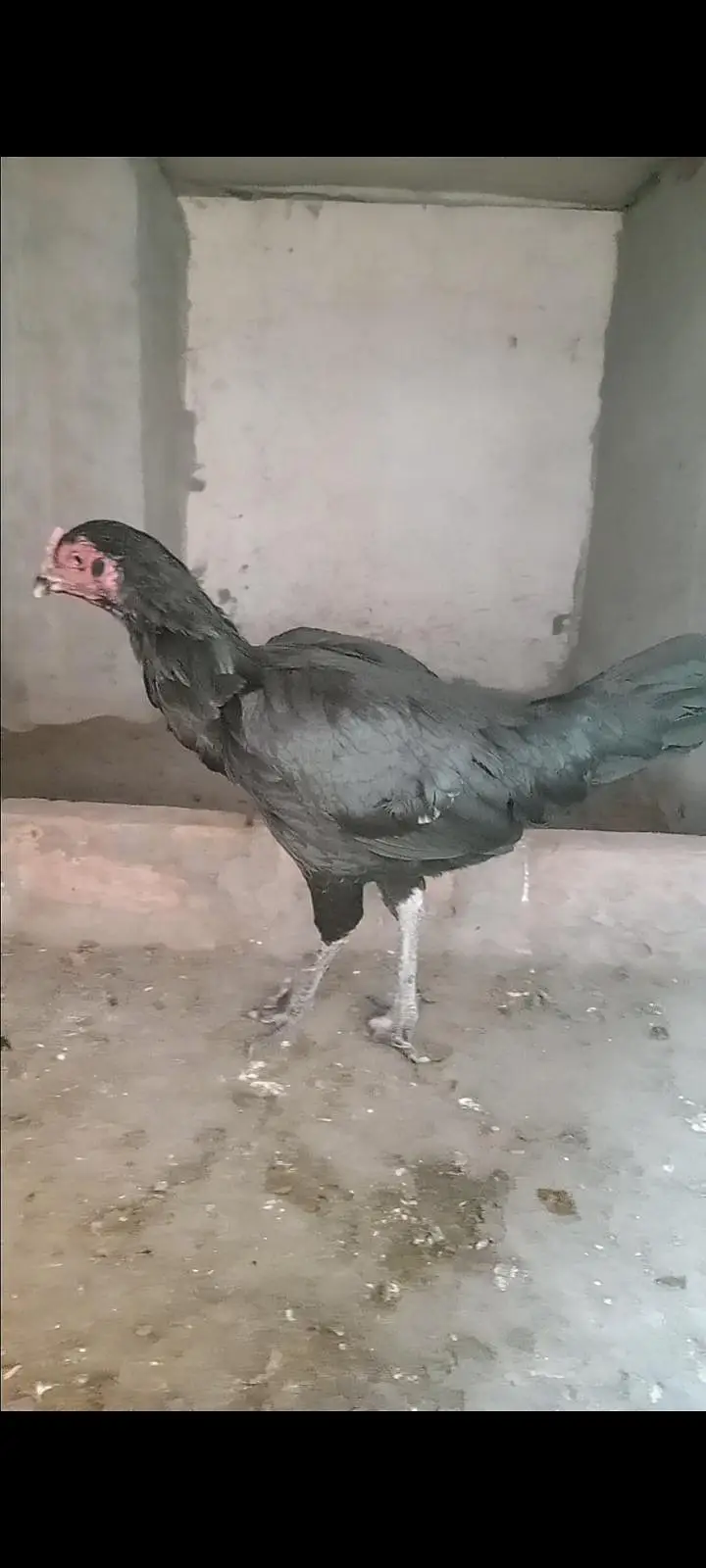 Aseel murgi thai kurk — photo 2