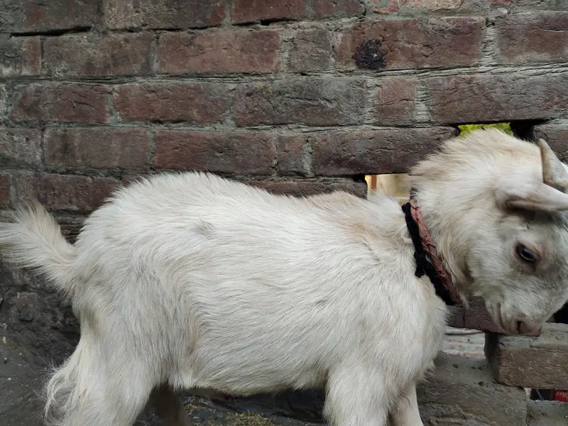 teddy Bakri or Bakra 0 size available — photo 2