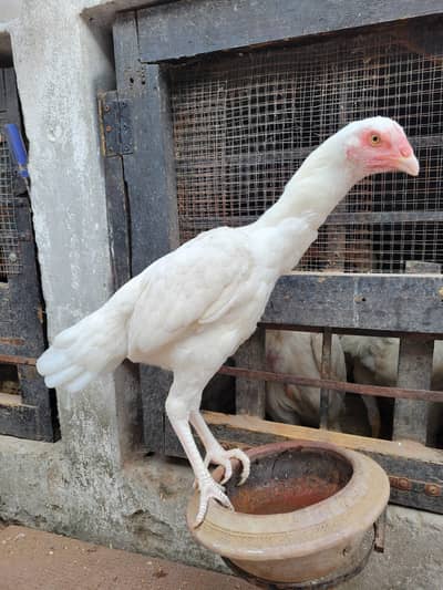 aseel chicks/heera aseel/heera aseel female/heera pair/heera aseel