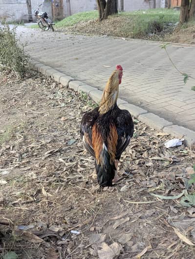 mianwali Aseel sawa murga