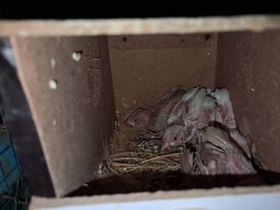 Paide Dove and java finch Breedar pairs