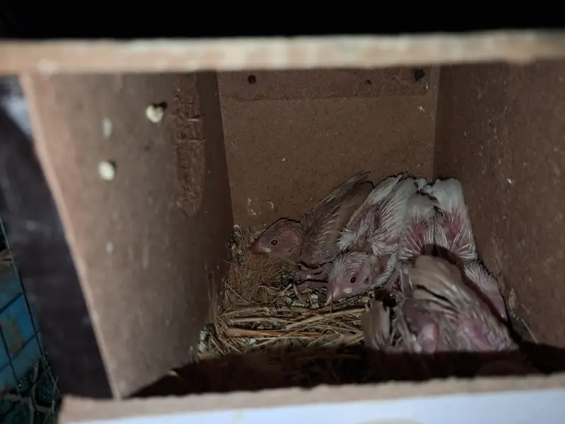 Paide Dove and java finch Breedar pairs