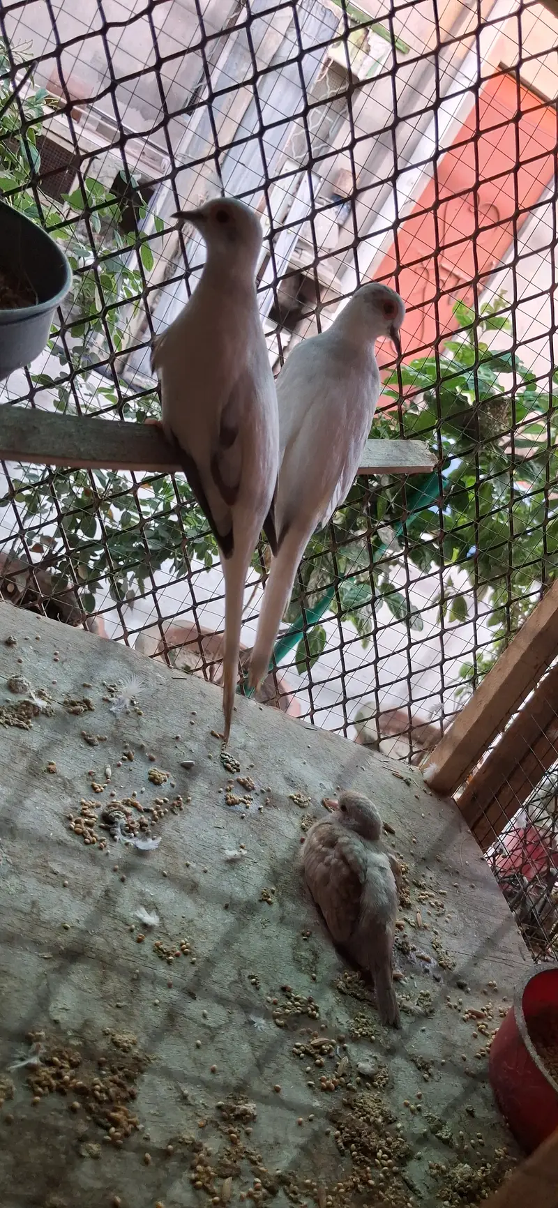 Paide Dove and java finch Breedar pairs — photo 2