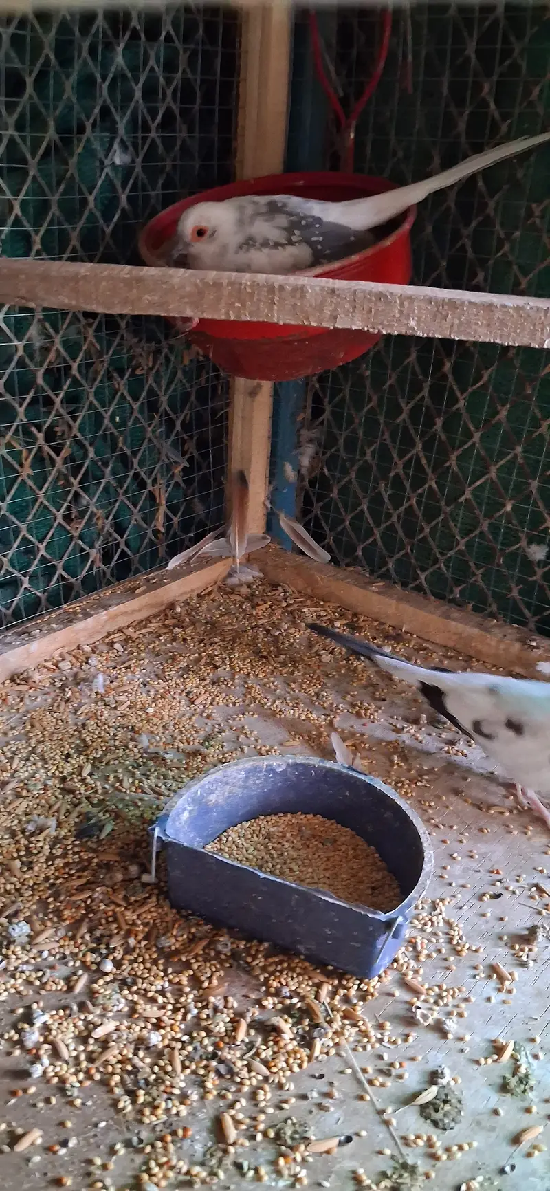 Paide Dove and java finch Breedar pairs — photo 3