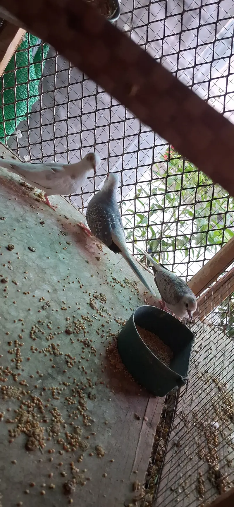 Paide Dove and java finch Breedar pairs — photo 4