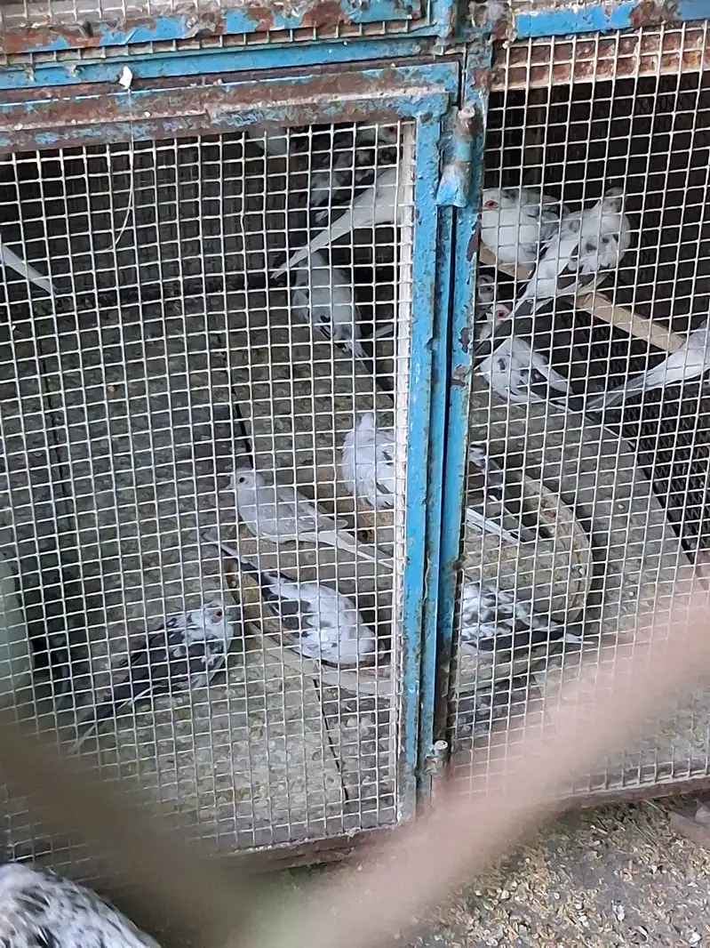 Paide Dove and java finch Breedar pairs — photo 5