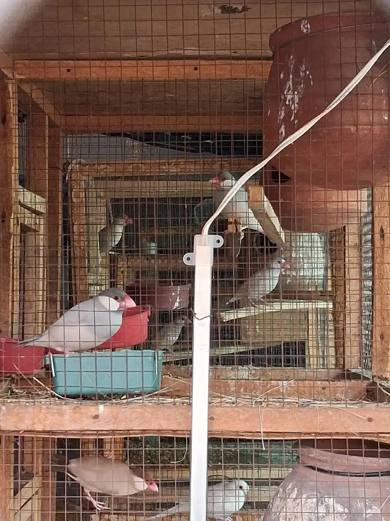 Paide Dove and java finch Breedar pairs — photo 6