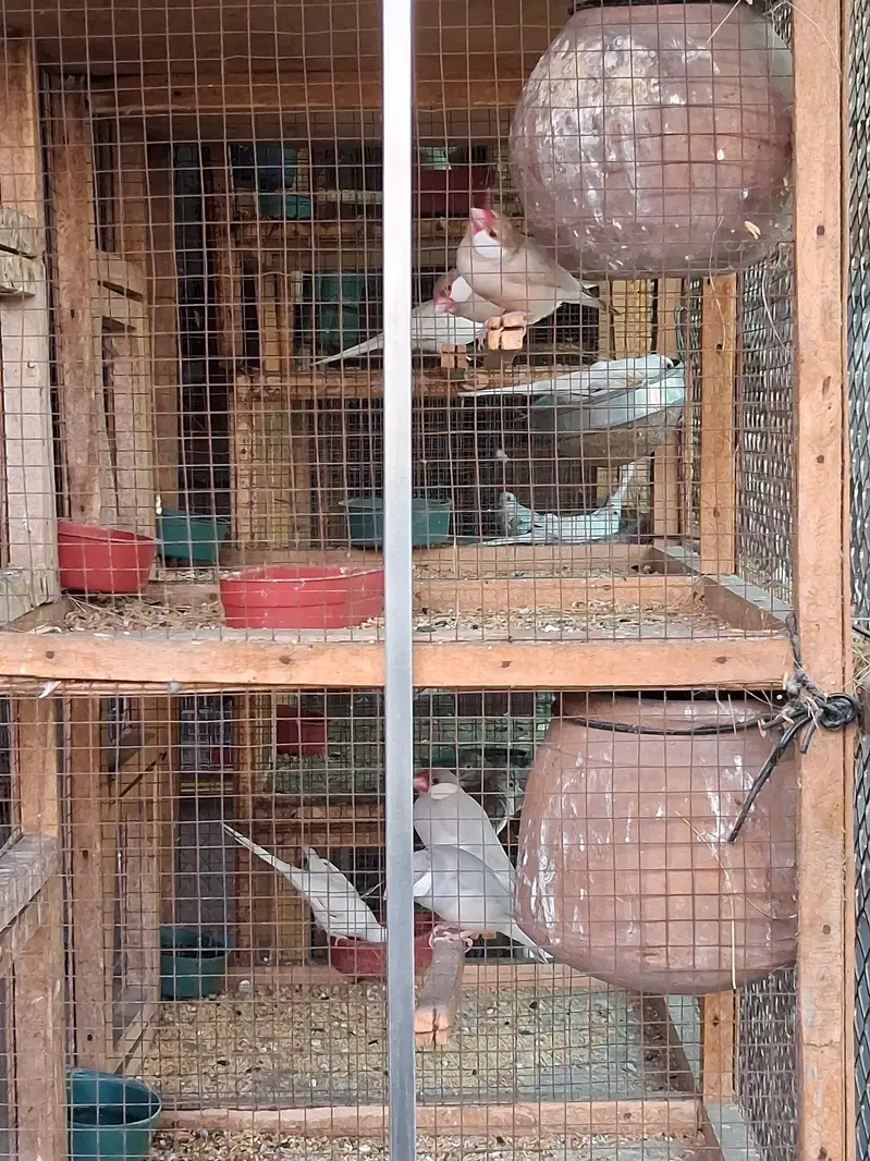Paide Dove and java finch Breedar pairs — photo 7