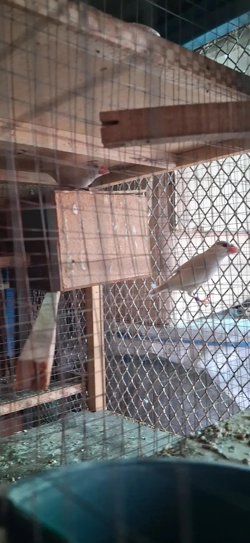 Paide Dove and java finch Breedar pairs — photo 8