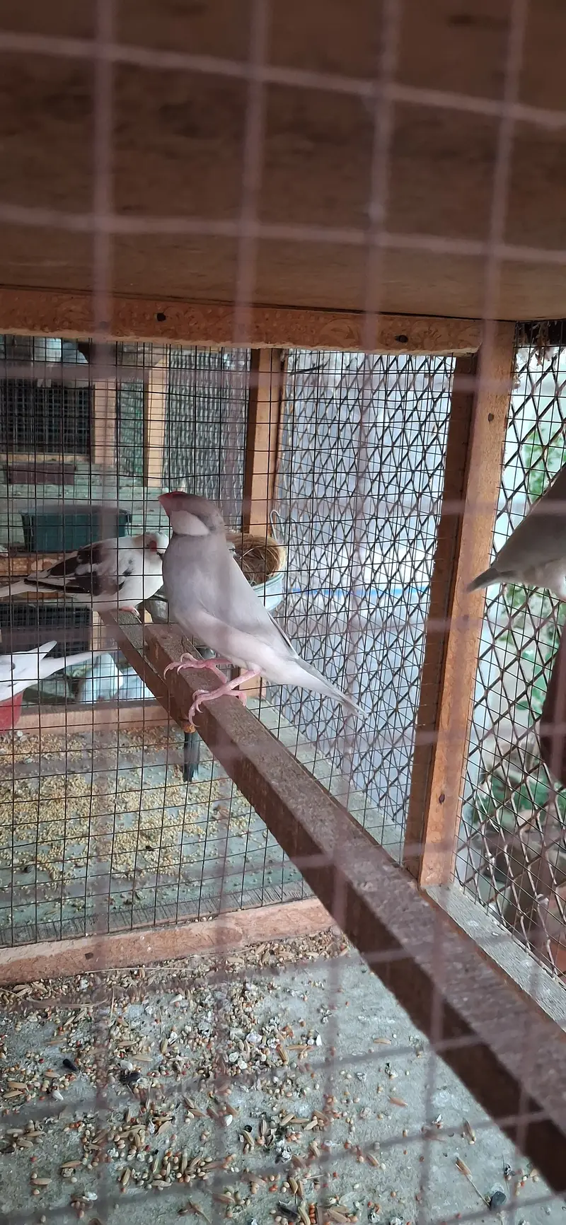 Paide Dove and java finch Breedar pairs — photo 9