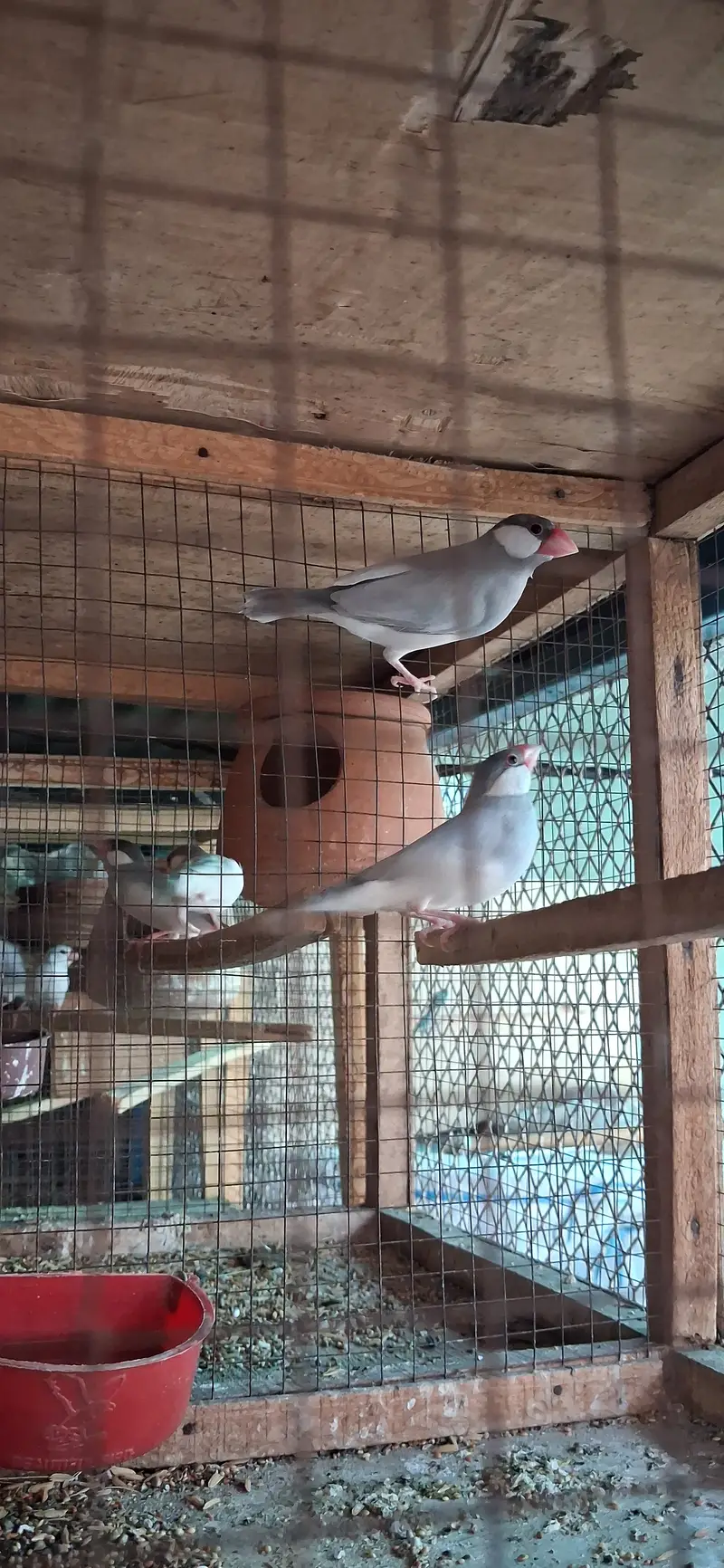 Paide Dove and java finch Breedar pairs — photo 10