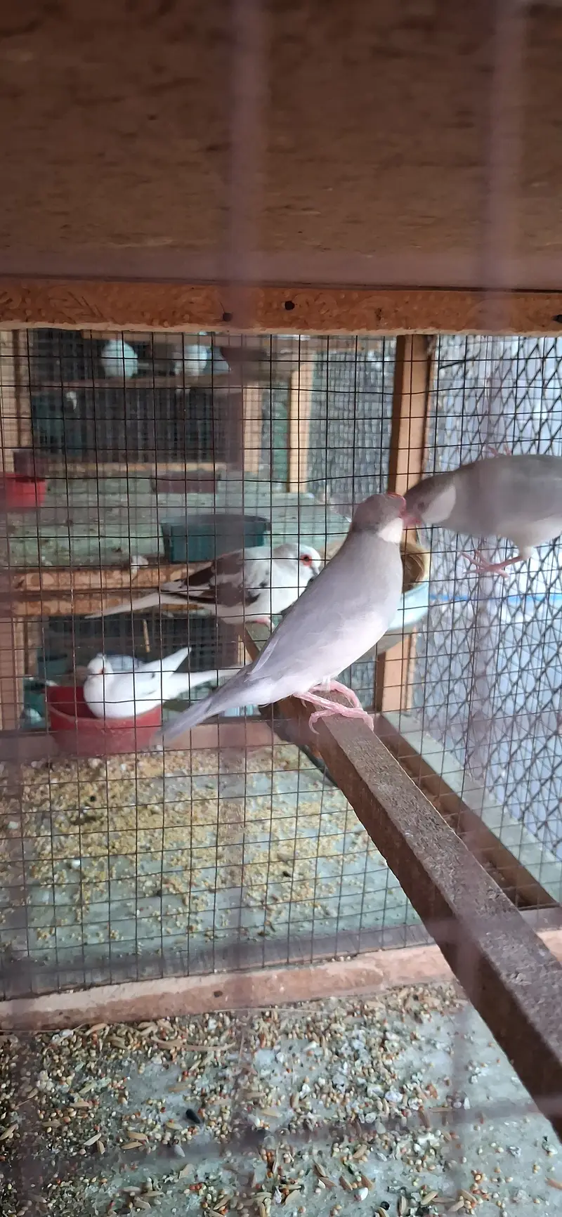 Paide Dove and java finch Breedar pairs — photo 11
