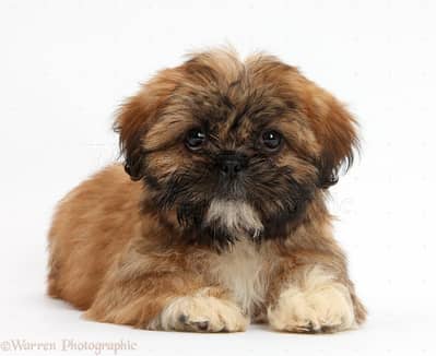 shitzu puppy for sale