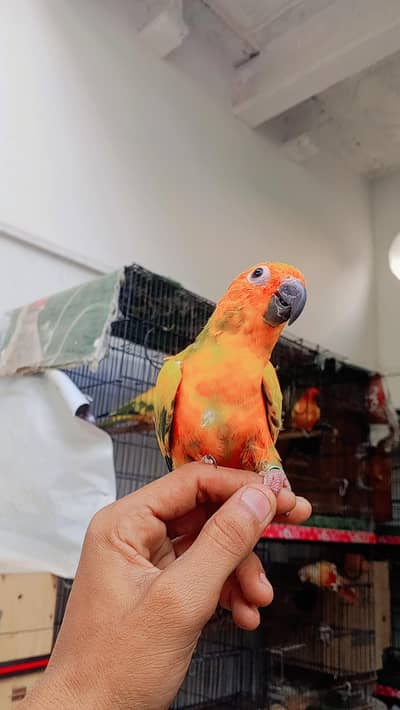 sunconure hand tame 0 bite high red fecktor female available.