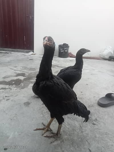aseel pair for sale