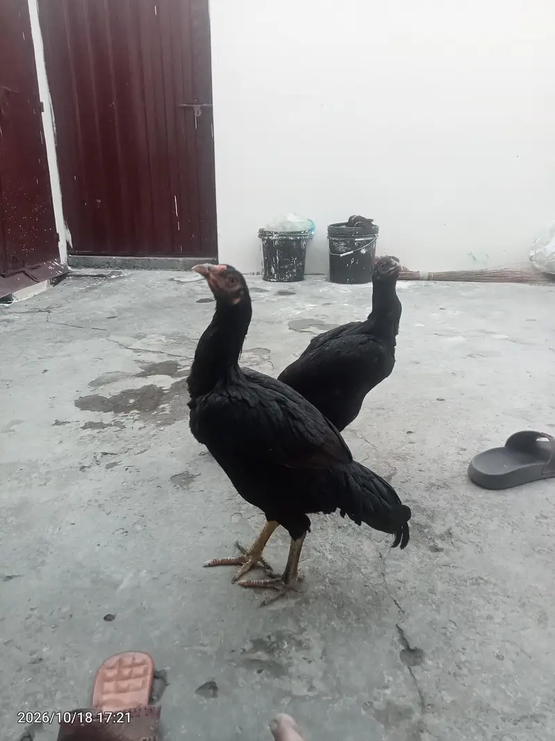 aseel pair for sale — photo 2
