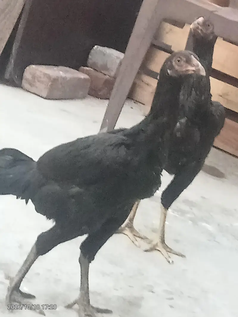 aseel pair for sale — photo 3
