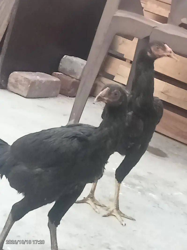 aseel pair for sale — photo 4