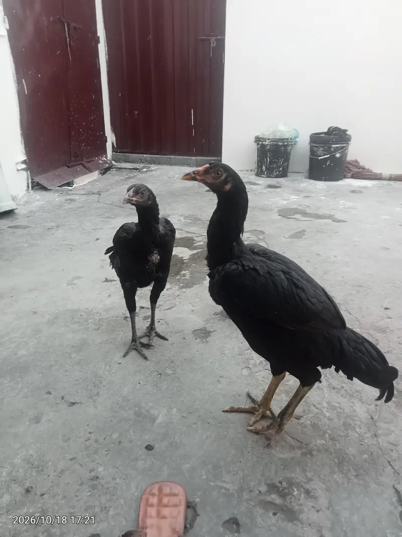 aseel pair for sale — photo 5