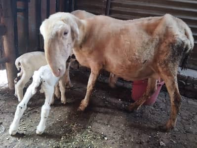 mundri fresh delivery 2 bachy 1 male 1 female