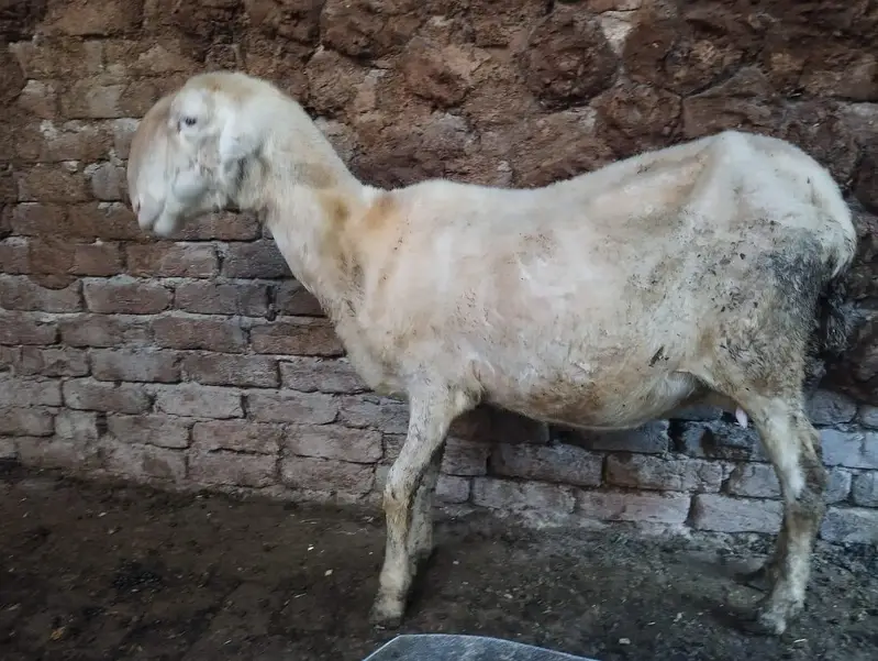 mundri fresh delivery 2 bachy 1 male 1 female — photo 2