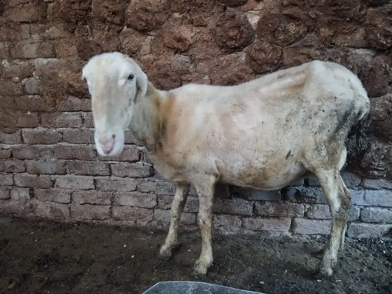 mundri fresh delivery 2 bachy 1 male 1 female — photo 3