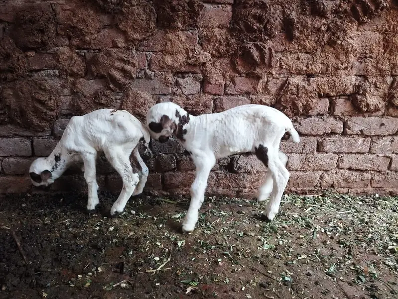 mundri fresh delivery 2 bachy 1 male 1 female — photo 4