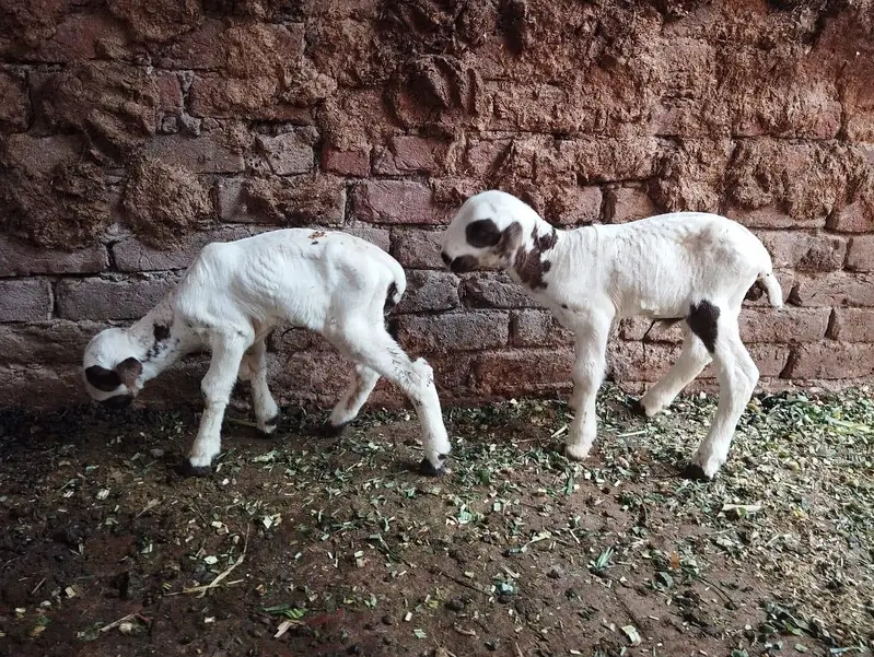 mundri fresh delivery 2 bachy 1 male 1 female — photo 5
