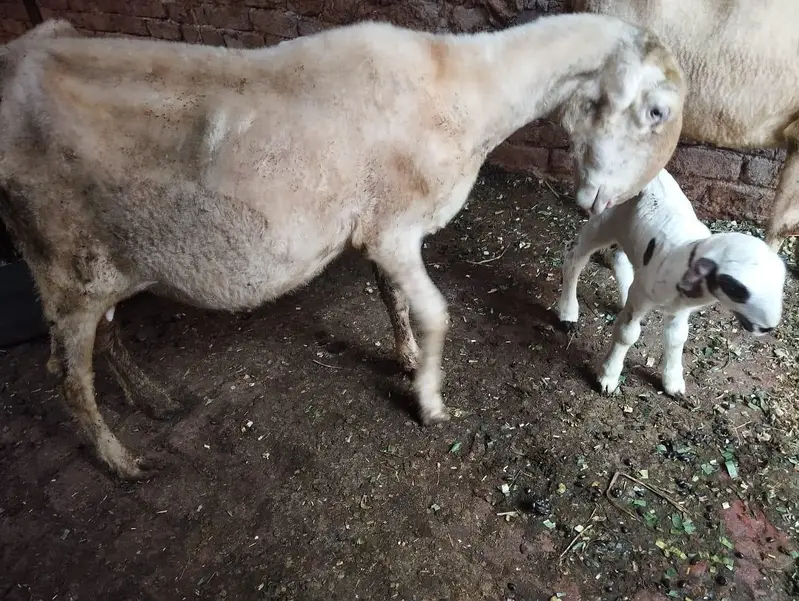 mundri fresh delivery 2 bachy 1 male 1 female — photo 6
