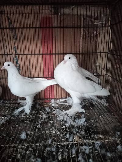 white pamorian