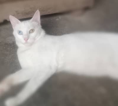 Turkish angora